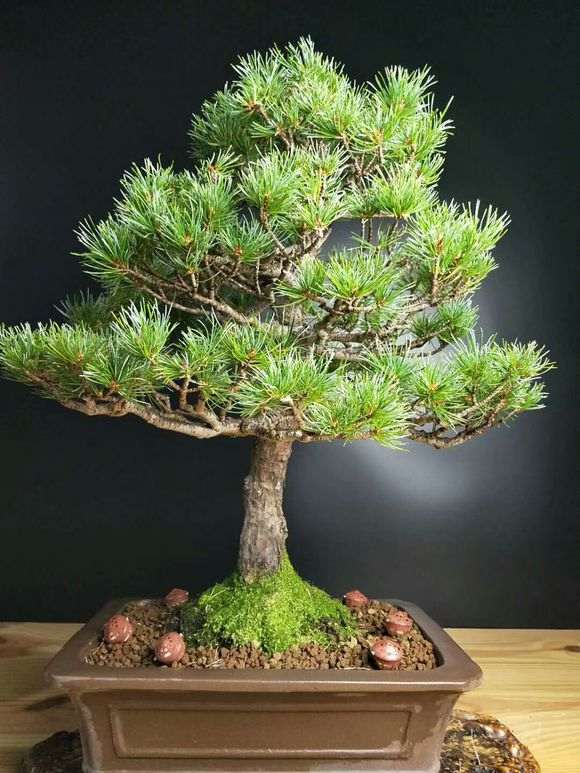 为什么日本五针松下山桩叶性这么差