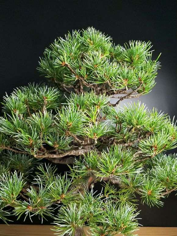 为什么日本五针松下山桩叶性这么差