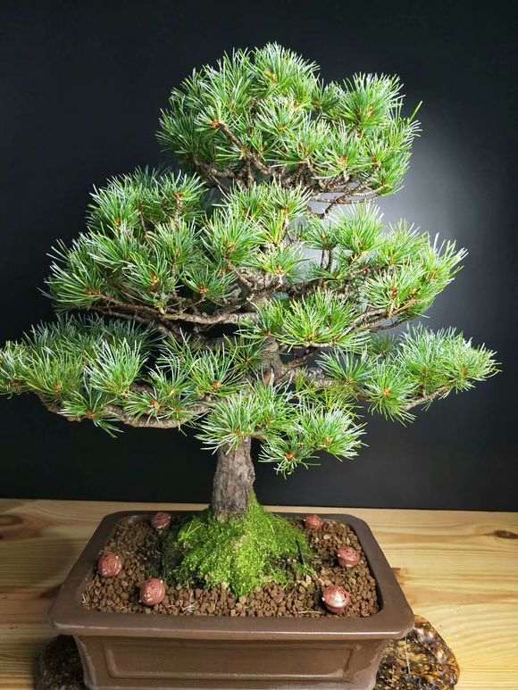 为什么日本五针松下山桩叶性这么差