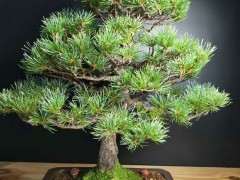 为什么日本五针松下山桩叶性这么差