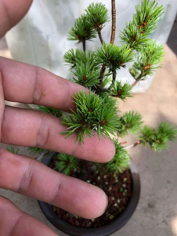 这就是传说中的瑞祥五针松下山桩 图片