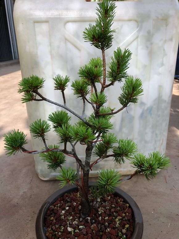 这就是传说中的瑞祥五针松下山桩 图片