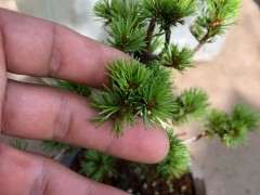 这就是传说中的瑞祥五针松下山桩 图片