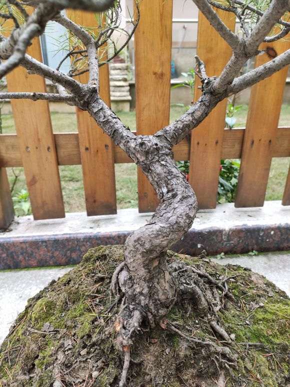 这个是什么松树下山桩 不像黑松 图片