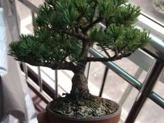 雪月花五针松下山桩冬天叶子是黄色的