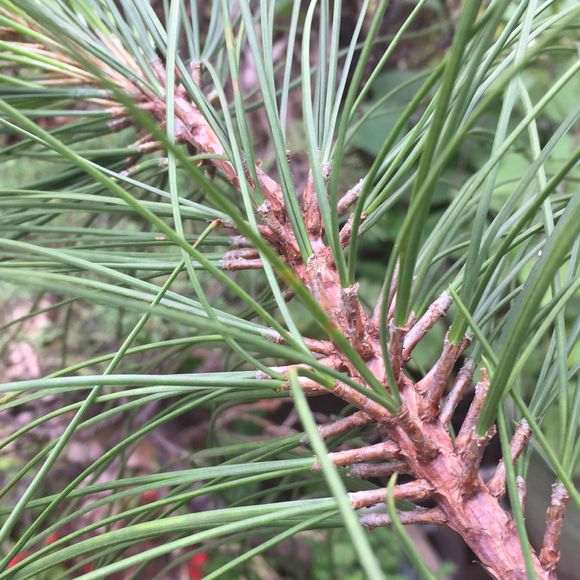 这一束三针的是什么五针松下山桩 图片