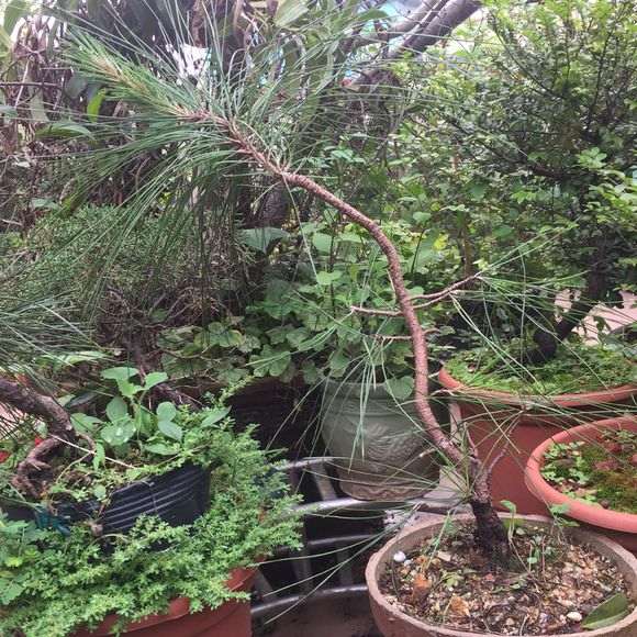 这一束三针的是什么五针松下山桩 图片