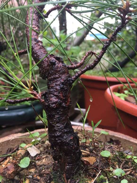 这一束三针的是什么五针松下山桩 图片