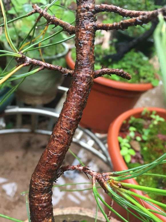 这一束三针的是什么五针松下山桩 图片