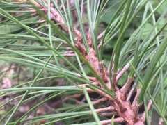 这一束三针的是什么五针松下山桩 图片