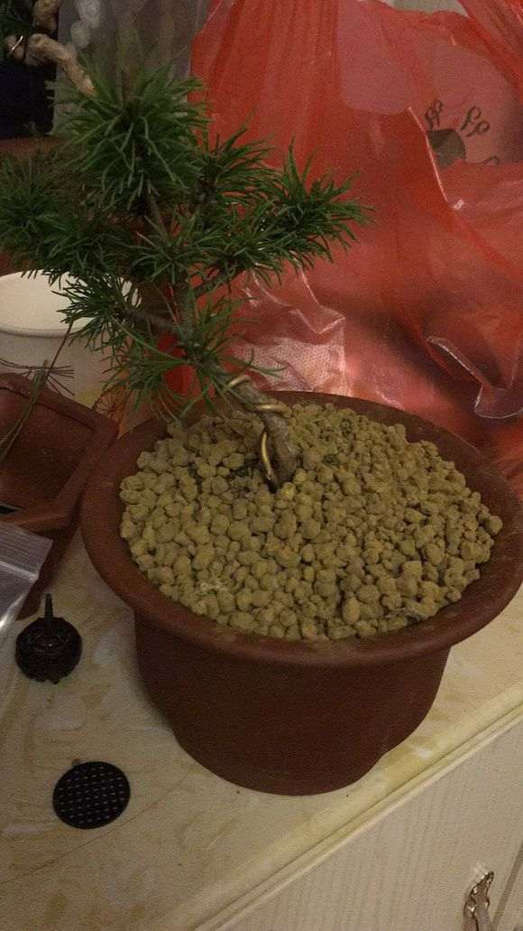 种松树下山桩用赤玉好 还是鹿沼土好啊 图片