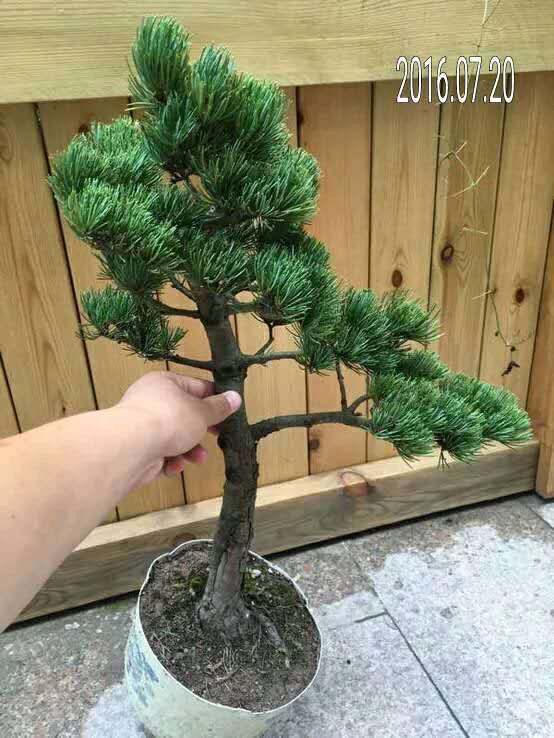 为什么下山桩宿迁货 都是骗子 图片