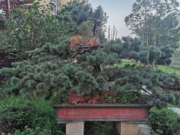 这颗五针松下山桩什么原因 怎么处理