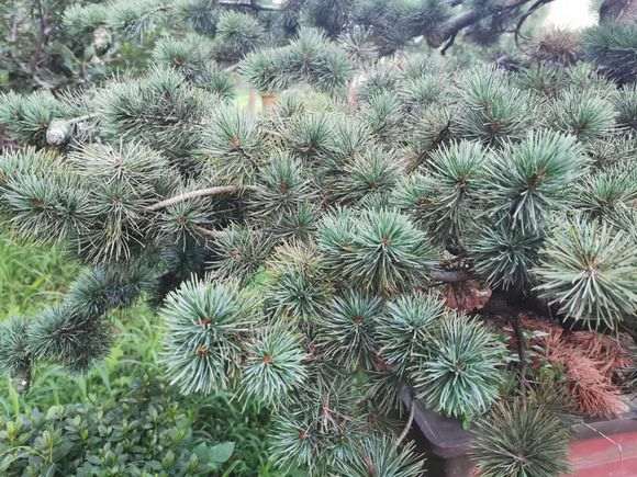 这颗五针松下山桩什么原因 怎么处理