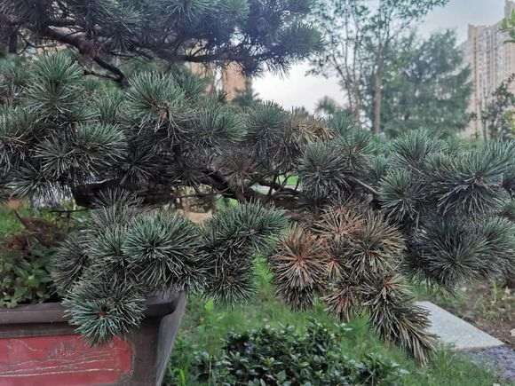 这颗五针松下山桩什么原因 怎么处理