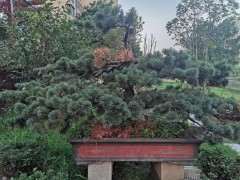 这颗五针松下山桩什么原因 怎么处理