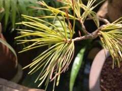 夏天五针松下山桩晒狠了 怎么办 图片