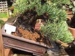 那须五针松下山桩 不知道好不好养 图片