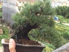 叶子一看 就不是那须五针松下山桩 图片