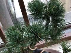 大阪松下山桩新叶有些发黄 怎么办 图片