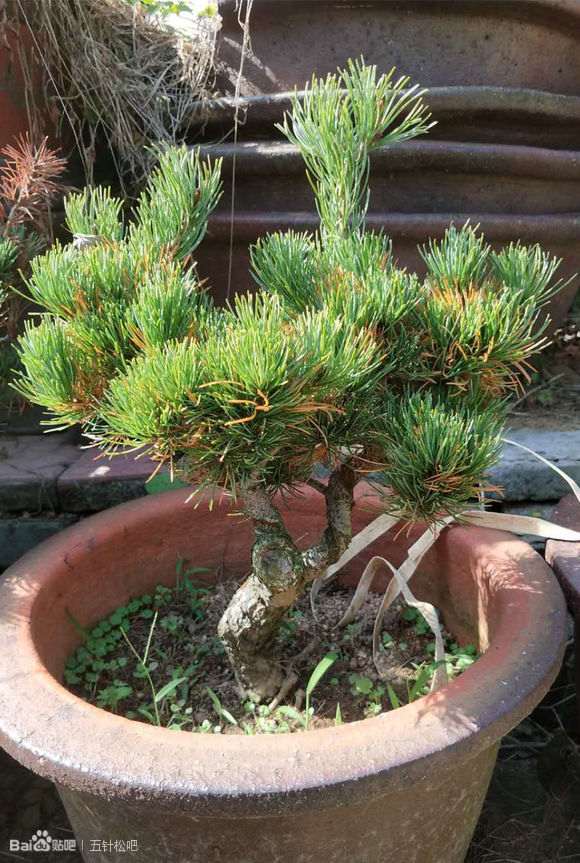 沐阳哪几家卖五针松下山桩的可靠 图片