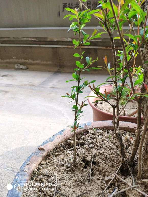 五针松下山桩在秋天还会长叶子吗 图片