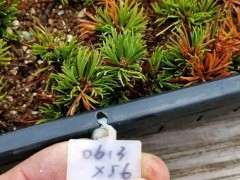 九重五针松下山桩怎么扦插的方法 图片