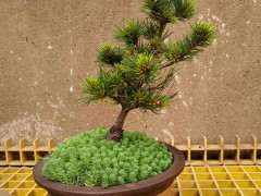 为什么五针松下山桩叶性极佳 图片