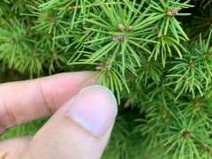 在日本 这是不是五针松下山桩 图片