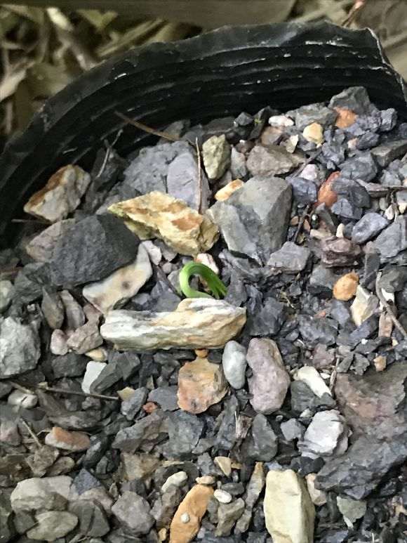 大阪松下山桩的小苗发芽了 看看 图片