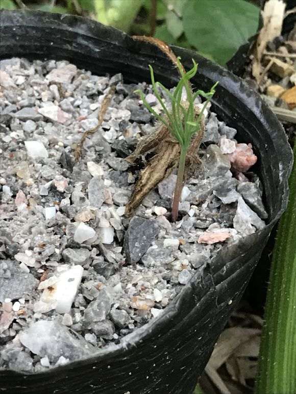 大阪松下山桩的小苗发芽了 看看 图片