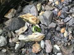 大阪松下山桩的小苗发芽了 看看 图片