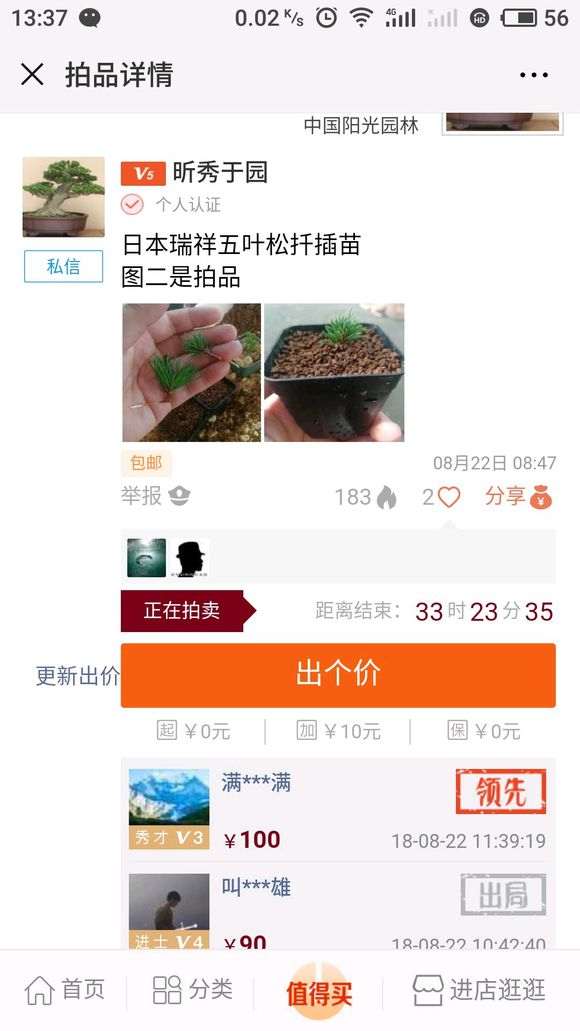 微拍堂的扦插五针松下山桩苗 怎么样