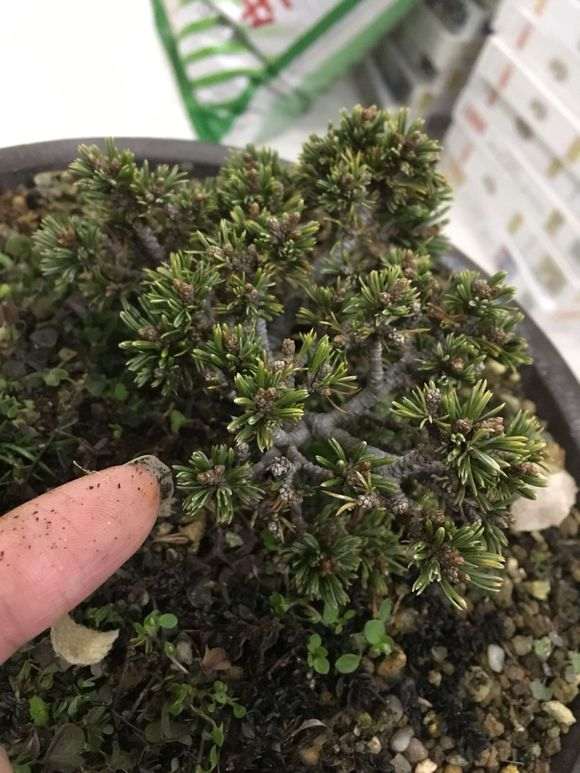 微拍堂的扦插五针松下山桩苗 怎么样