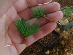 微拍堂的扦插五针松下山桩苗 可以吗