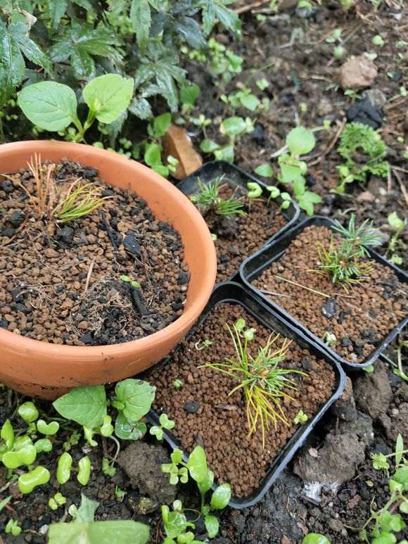 瑞祥五针松扦插下山桩苗死了两个月了