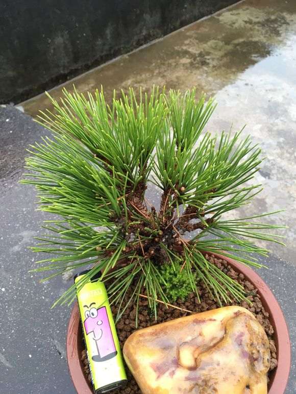 瑞祥五针松扦插下山桩苗死了两个月了