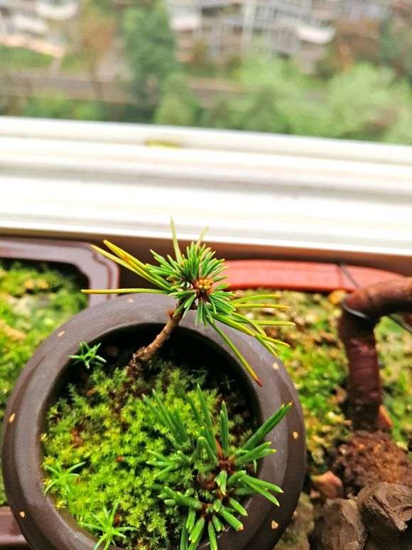 瑞祥五针松扦插下山桩苗死了两个月了