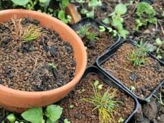 瑞祥五针松扦插下山桩苗死了两个月了