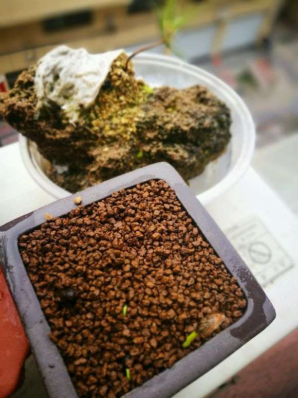 五针松下山桩苗能用种子繁殖吗 图片