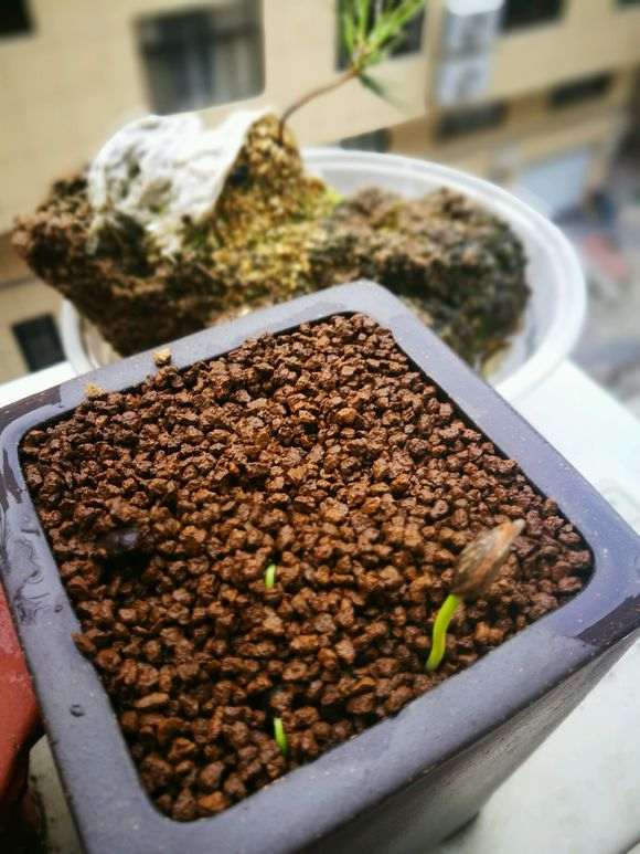 五针松下山桩苗能用种子繁殖吗 图片