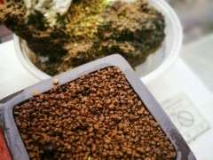 五针松下山桩苗能用种子繁殖吗 图片