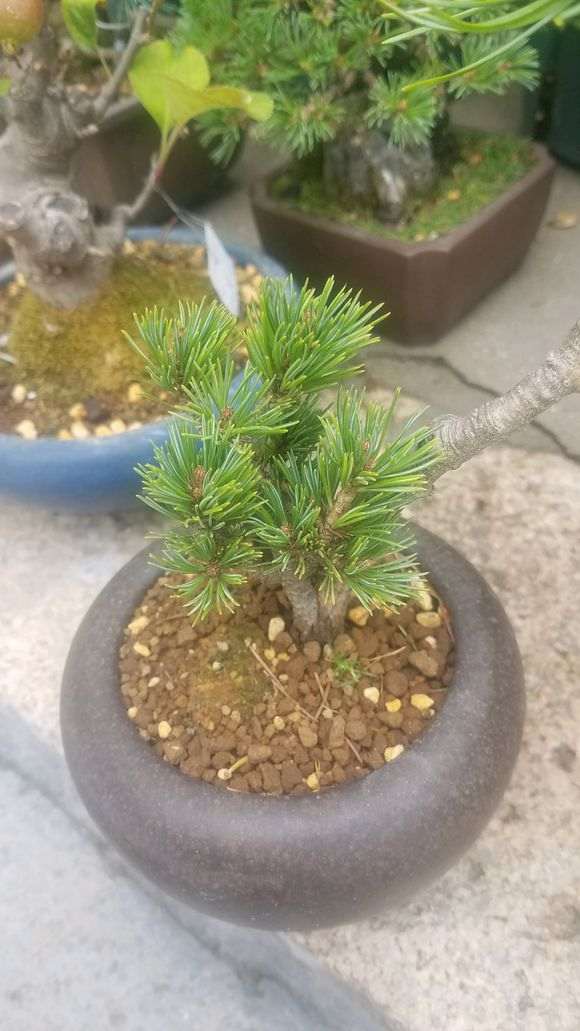 这颗瑞祥五针松下山桩发芽了 怎么样 图片