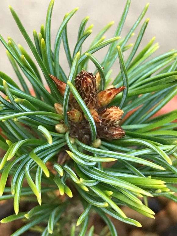 这颗瑞祥五针松下山桩发芽了 怎么样 图片