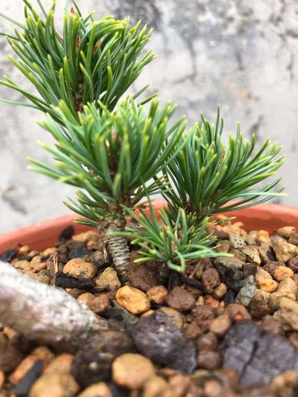 这颗瑞祥五针松下山桩发芽了 怎么样 图片