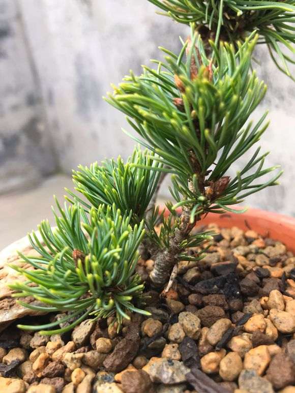 这颗瑞祥五针松下山桩发芽了 怎么样 图片