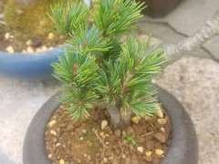 这颗瑞祥五针松下山桩发芽了 可以吗 图片
