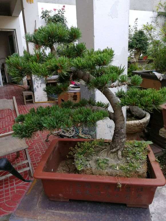 用什么药防治大阪松下山桩的虫子最好