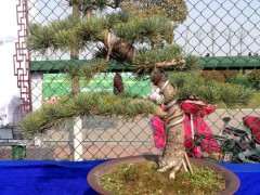 用什么药防治大阪松下山桩的虫子最好