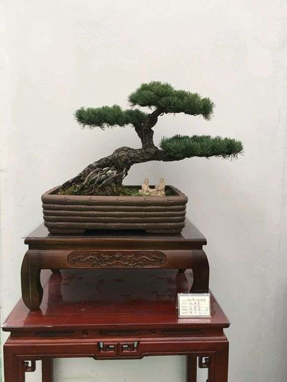 养松树下山桩的土是怎么配最好 图片